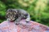 ximenesboy2weeks38202313_small.jpg
