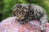 ximenesboy2weeks3820233_small.jpg