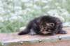 ximenes3weeks11820235_small.jpg