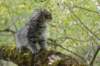 xoana95weeks2792321_small.jpg