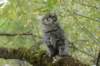 xoana95weeks2792358_small.jpg
