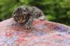 xoanagirl2weeks3820235_small.jpg