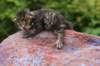xoanagirl2weeks3820239_small.jpg