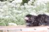 xoanatum3weeks118202319_small.jpg