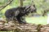 xon95weeks2792311_small.jpg