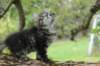 xon95weeks2792313_small.jpg