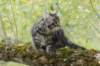 xon95weeks2792326_small.jpg