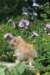 yaffa85viikkoa29612_small.jpg