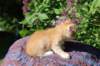 yaffagirl45weeks2619_small.jpg