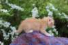yaffagirl45weeks265_small.jpg