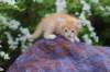 yaffagirl45weeks267_small.jpg