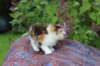 yakiragirl45weeks2610_small.jpg