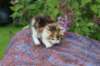 yakiragirl45weeks2612_small.jpg