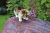yakiragirl45weeks2614_small.jpg