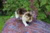 yakiragirl45weeks2615_small.jpg