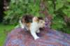 yakiragirl45weeks2616_small.jpg