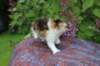 yakiragirl45weeks2617_small.jpg