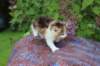 yakiragirl45weeks2618_small.jpg
