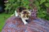 yakiragirl45weeks2619_small.jpg