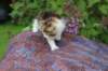 yakiragirl45weeks2620_small.jpg
