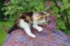 yakiragirl45weeks262_small.jpg