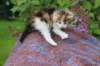 yakiragirl45weeks263_small.jpg