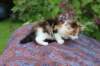yakiragirl45weeks265_small.jpg