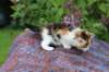 yakiragirl45weeks266_small.jpg
