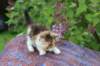 yakiragirl45weeks268_small.jpg