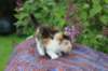 yakiragirl45weeks269_small.jpg