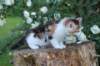 yakiragirl65weeks15_small.jpg