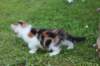 yakiragirl65weeks22_small.jpg