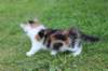 yakiragirl65weeks23_small.jpg