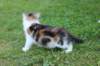 yakiragirl65weeks24_small.jpg