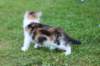 yakiragirl65weeks25_small.jpg