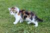 yakiragirl65weeks26_small.jpg