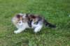 yakiragirl65weeks27_small.jpg