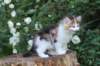 yakiragirl65weeks35_small.jpg