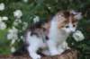 yakiragirl65weeks39_small.jpg