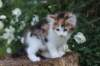 yakiragirl65weeks40_small.jpg