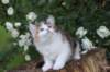 yakiragirl65weeks43_small.jpg