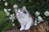 yakiragirl65weeks44_small.jpg