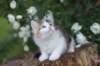 yakiragirl65weeks46_small.jpg