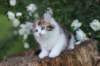 yakiragirl65weeks47_small.jpg