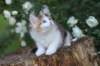 yakiragirl65weeks48_small.jpg