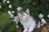 yakiragirl65weeks50_small.jpg