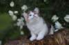 yakiragirl65weeks51_small.jpg