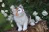 yakiragirl65weeks52_small.jpg
