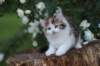 yakiragirl65weeks53_small.jpg