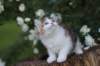 yakiragirl65weeks54_small.jpg